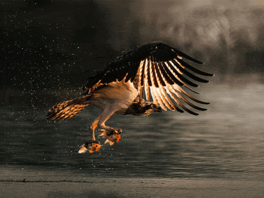 फोटो निबंध की झलक